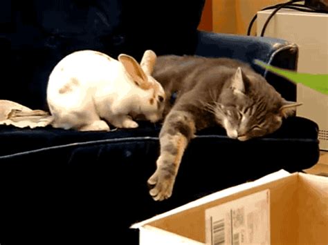 crazy bunny gif